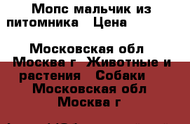 Мопс мальчик из питомника › Цена ­ 35 000 - Московская обл., Москва г. Животные и растения » Собаки   . Московская обл.,Москва г.